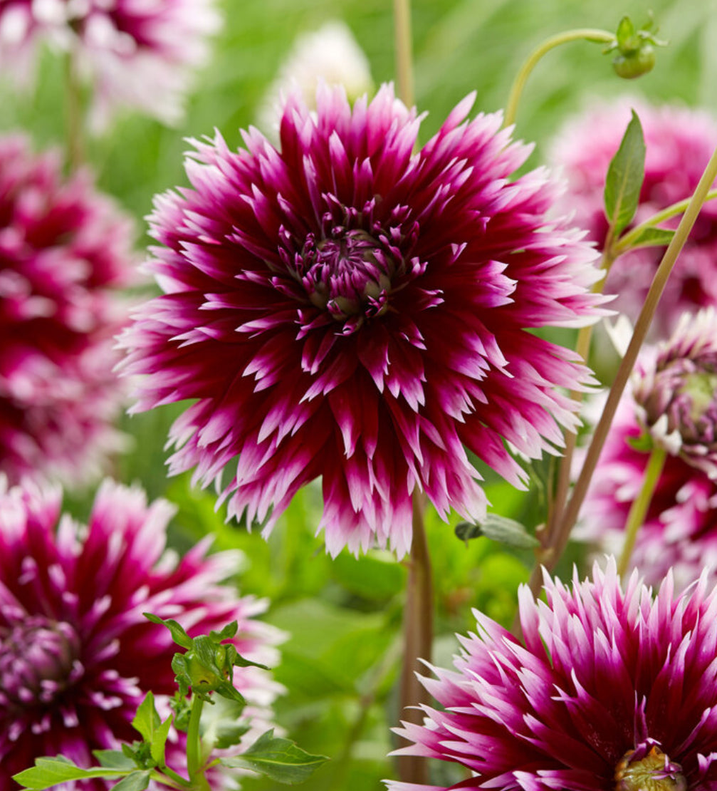 Alauna Claire Obscur