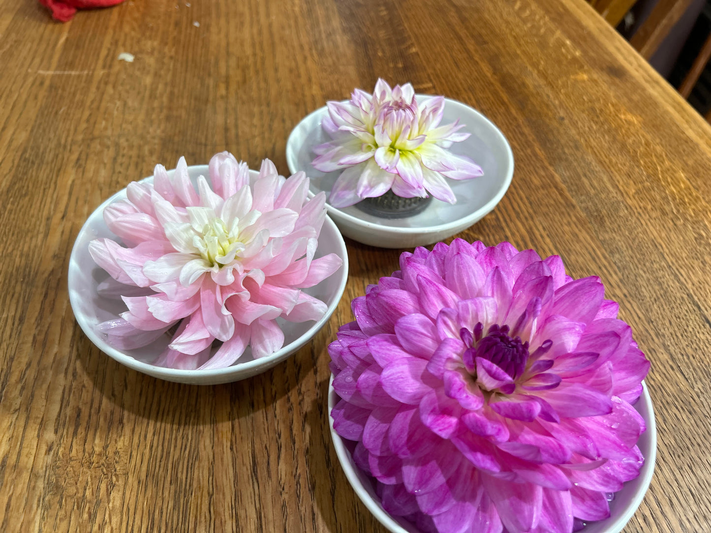 Purple Waterlily