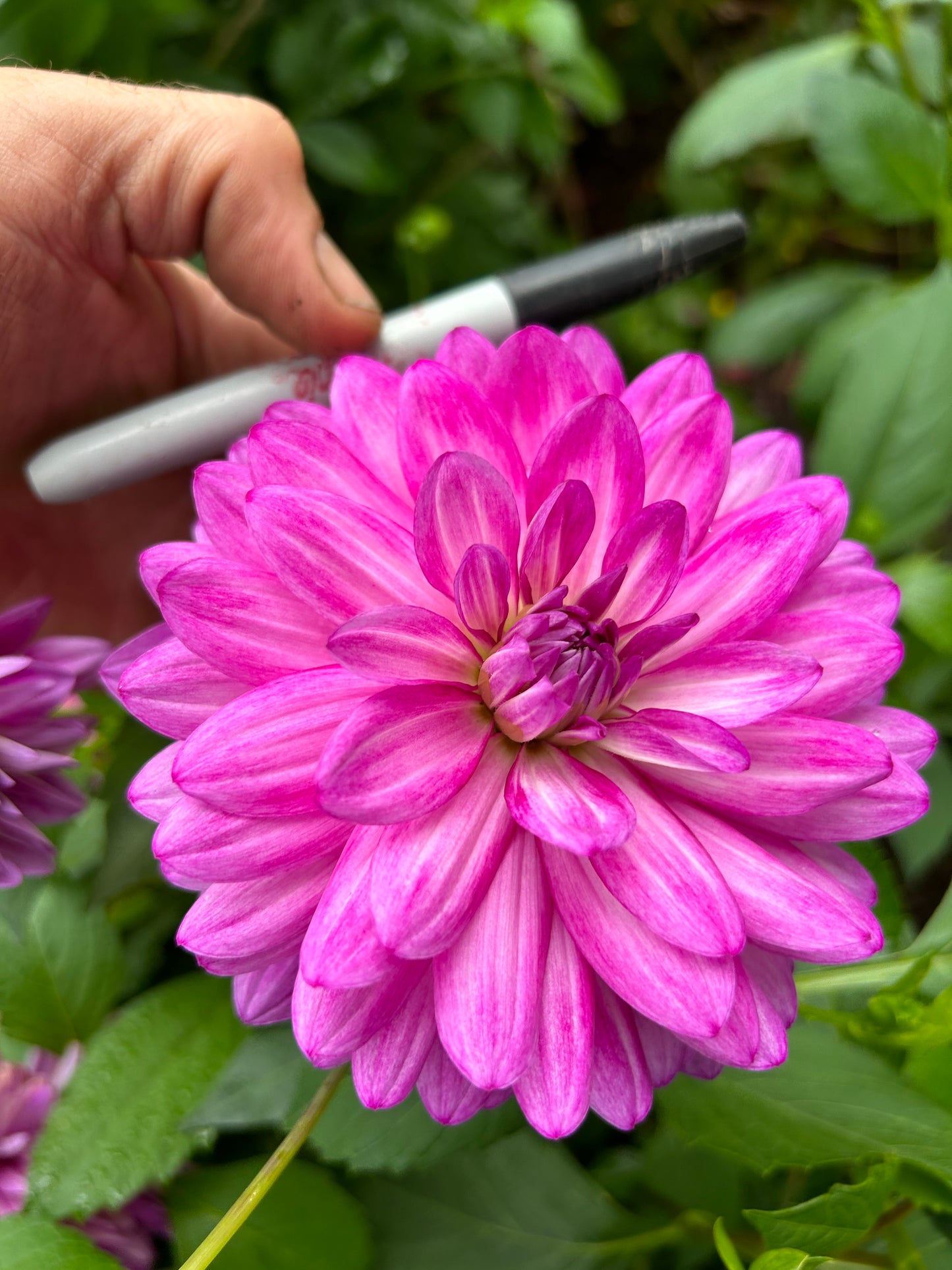 Purple Waterlily